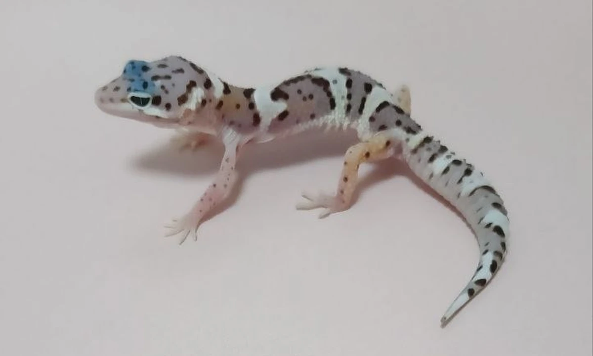 Эублефар Mack snow het blizzard, het Patternless, номер 004057R, новое фото