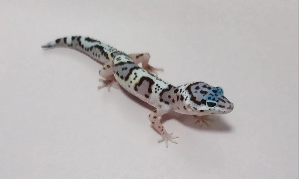 Эублефар Mack snow het Patternless, het blizzard, номер 004062R, новое фото