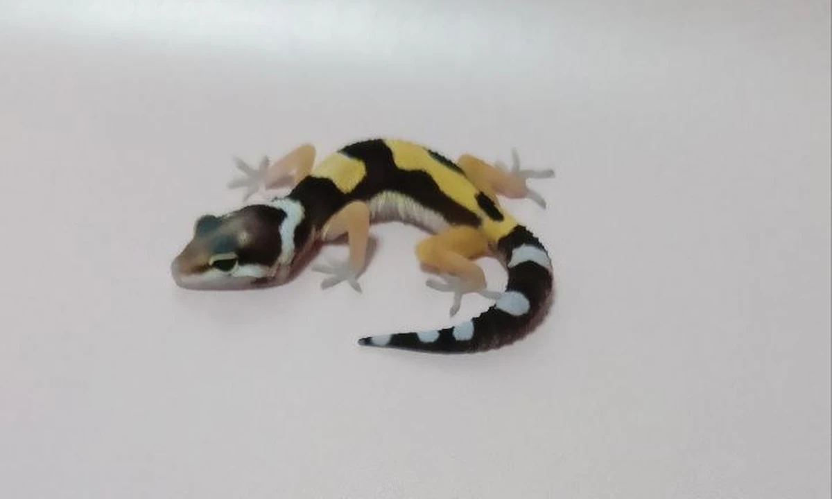 Эублефар Mack Jungle het eclipse, het Blizzard, het Patternless, номер 004072R, фото питомца