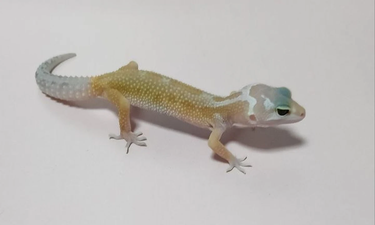 Эублефар Patternless, номер 008065R, фото питомца