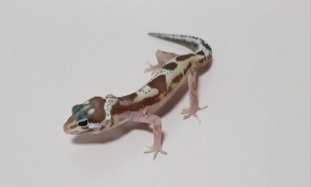 Эублефар Mack Jungle het radar, het Patternless, номер 015146, фото питомца