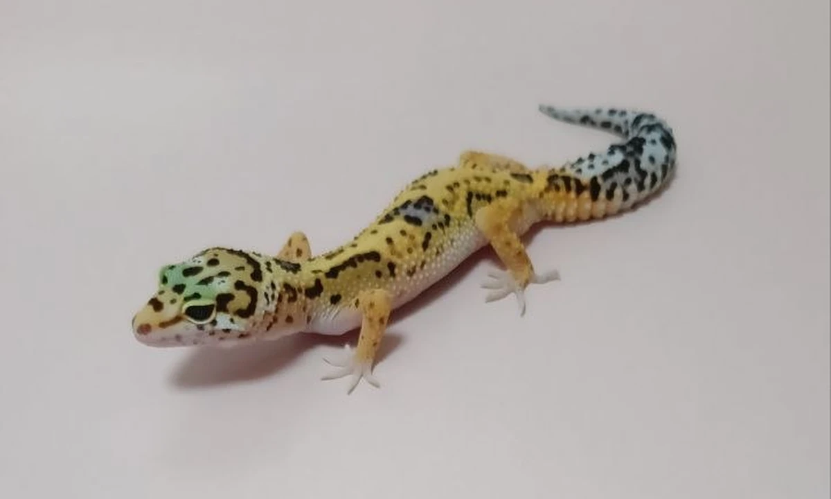 Эублефар Mack Jungle radar het eclipse het Patternless, номер 026054R, новое фото
