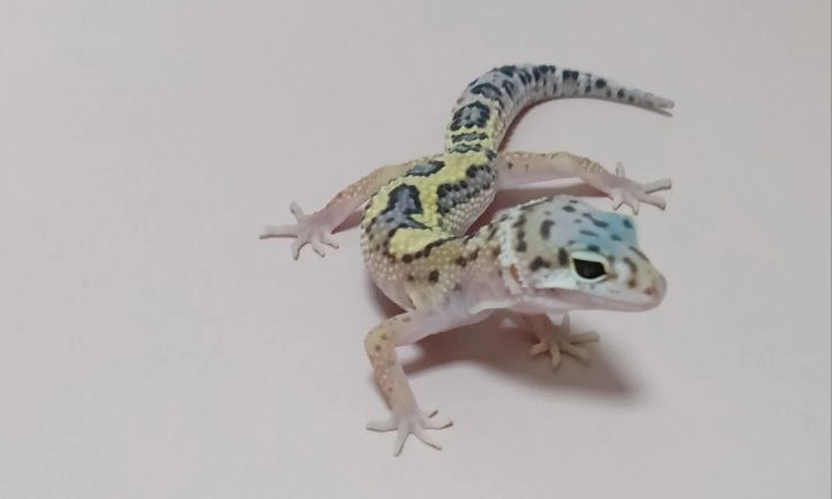 Эублефар Mack Jungle radar het eclipse het Patternless, номер 026060R, новое фото