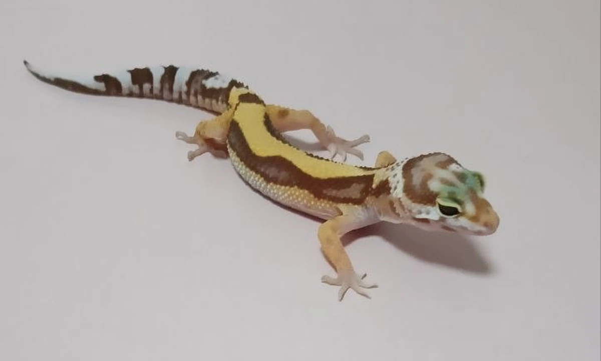 Эублефар Mack Jungle radar het Patternless, номер 026064R, фото питомца