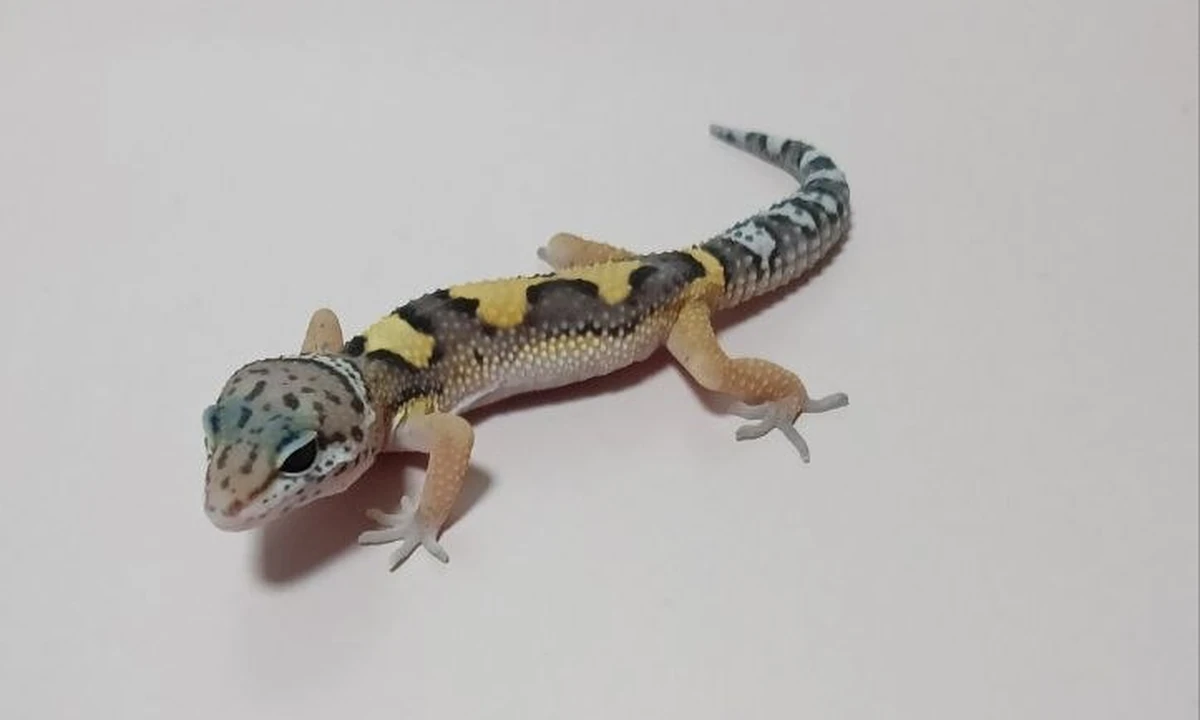 Эублефар Mack Jungle het patternless, номер 054145, фото питомца