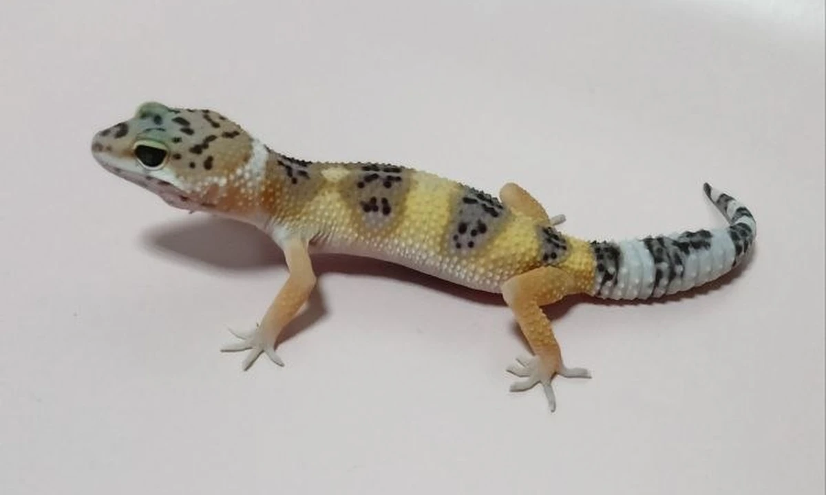 Эублефар Mack Blood het Black night, номер 072128, новое фото