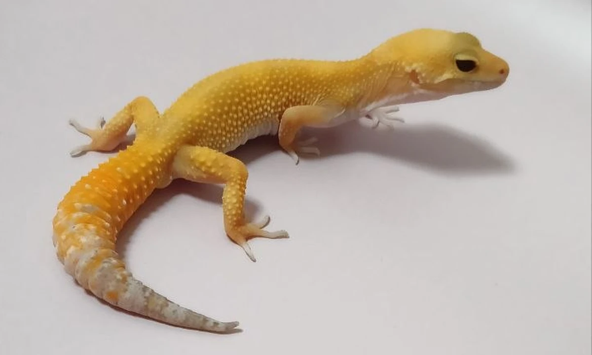 Эублефар Sunglow tornado extreme het carrot tail, номер 077032, новое фото