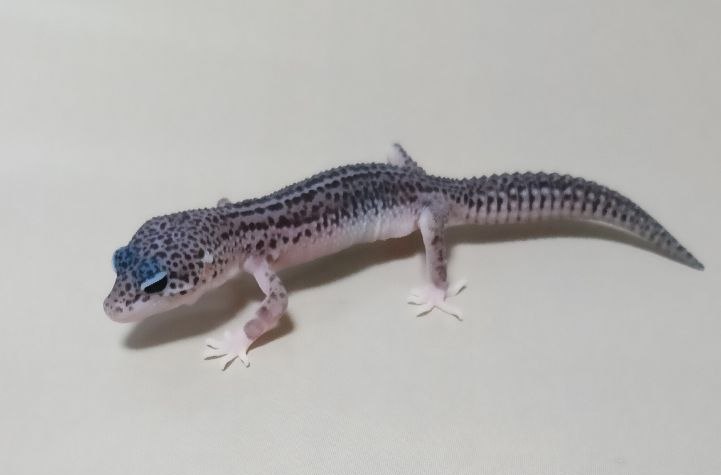 Эублефар Super snow het blizzard, het Patternless, карточка 4