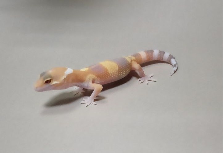 Эублефар Sunglow het TA 077119