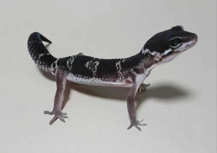Эублефар Black night 080069 из каталога GEKO WORLD